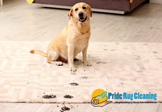 Pet Odor & Stain Removal